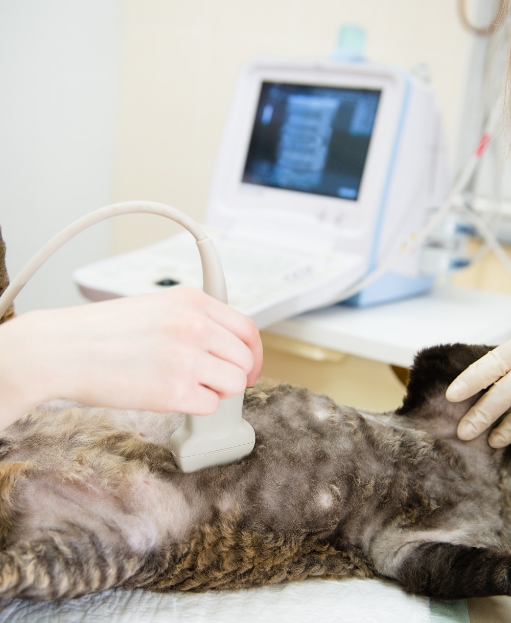 Ultrasound  Rexburg, ID 